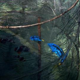 In Search of Blue Tang